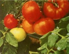 Tomato Plant