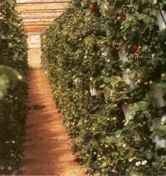 Strawberry Plants