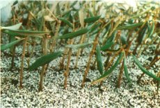 Olive Tree Cuttings